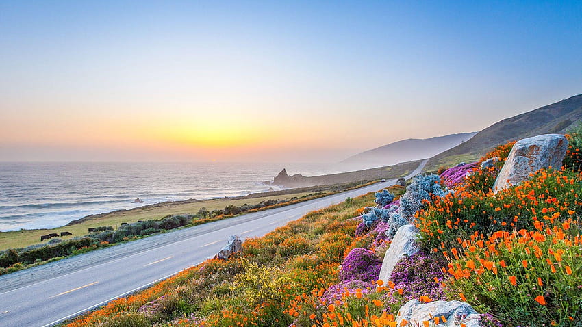 Jalan raya pantai Pasifik di musim semi, bunga liar di Big Sur, California Wallpaper HD