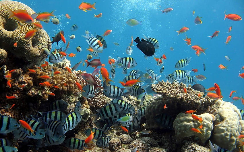 Ocean Coral Reef Plant Life, sea life HD wallpaper