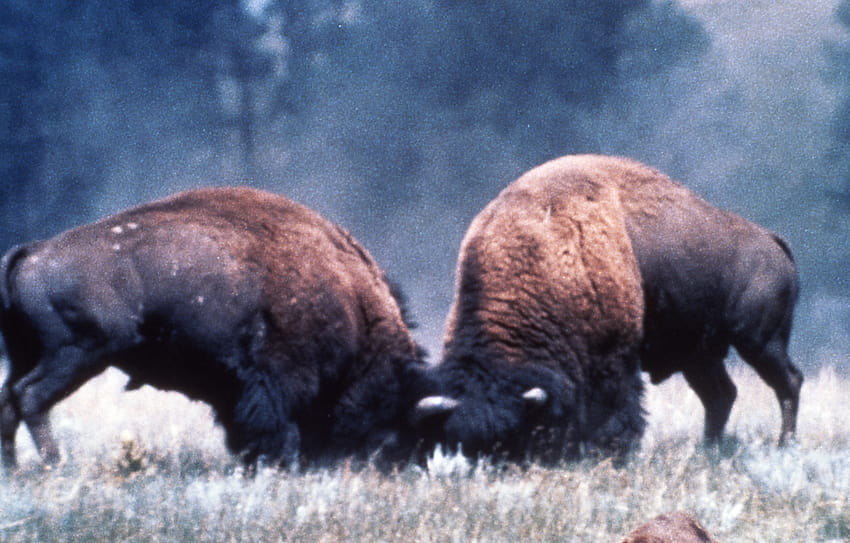 Yellowstone's, fighting bison HD wallpaper
