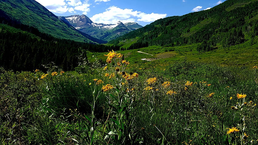 Oh Be Joyful Trail, Crested Butte : Colorado, padang rumput yang menyenangkan Wallpaper HD