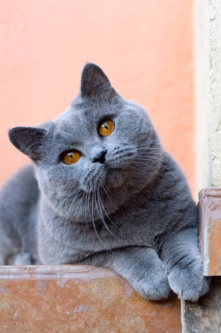 5 Kucing British Shorthair yang Cantik wallpaper ponsel HD