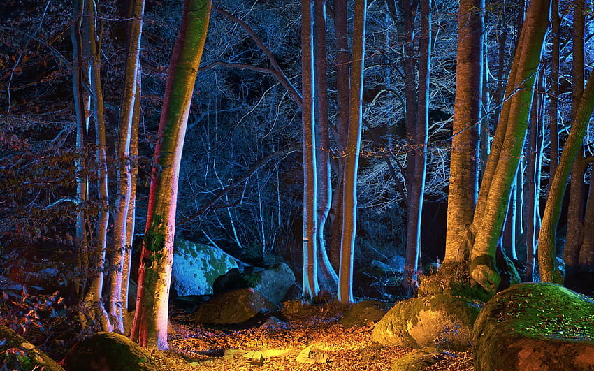 Hutan, kekaguman musim gugur Wallpaper HD