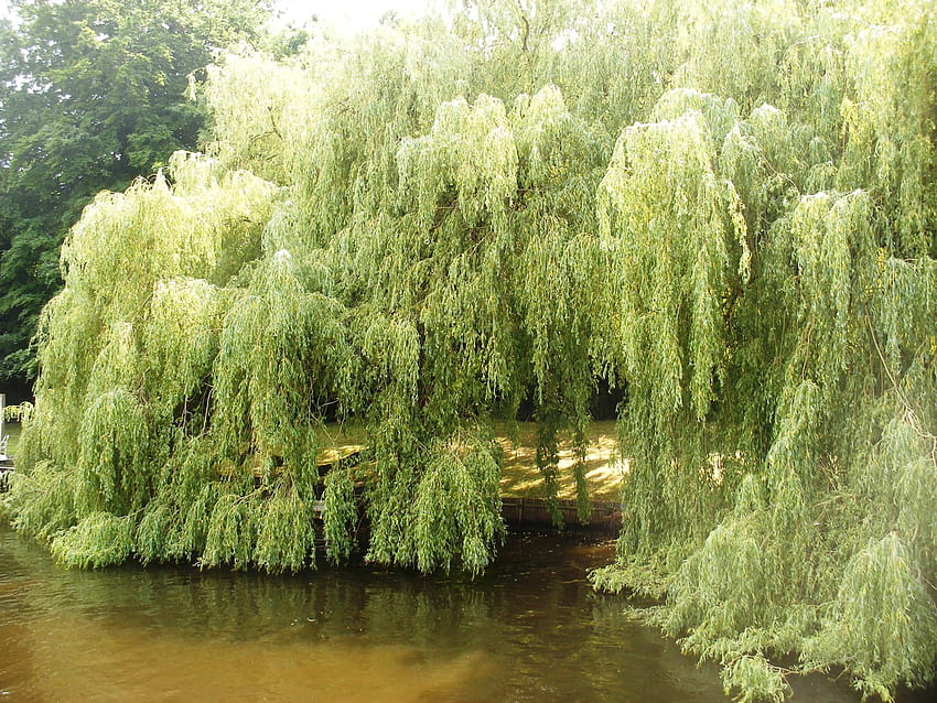 Weeping Willow Tree along the banks of the River Thames, weeping willow trees HD wallpaper