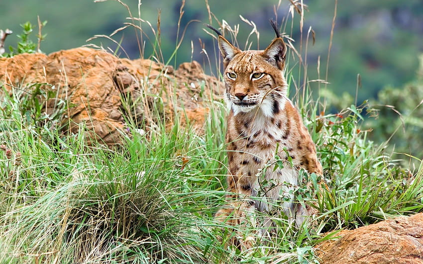 Lynx Full and Backgrounds, biological diversity HD wallpaper
