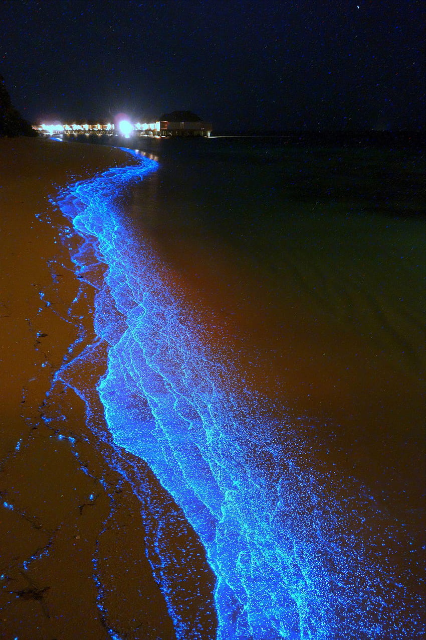 Playa de fitoplancton bioluminiscente, Dusit Thani, Isla Mudhoo, mar de estrellas fondo de pantalla del teléfono