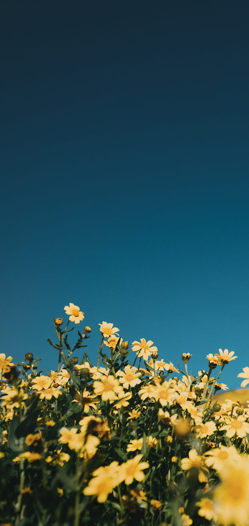 2020년 푸른 하늘에 핀 노란 꽃, 미적 하늘 꽃 HD 전화 배경 화면