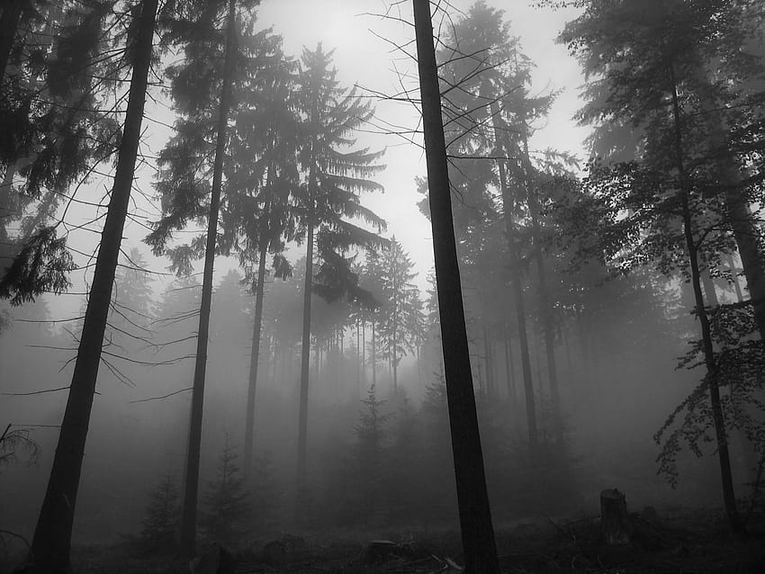 aesthetic foggy forest HD wallpaper