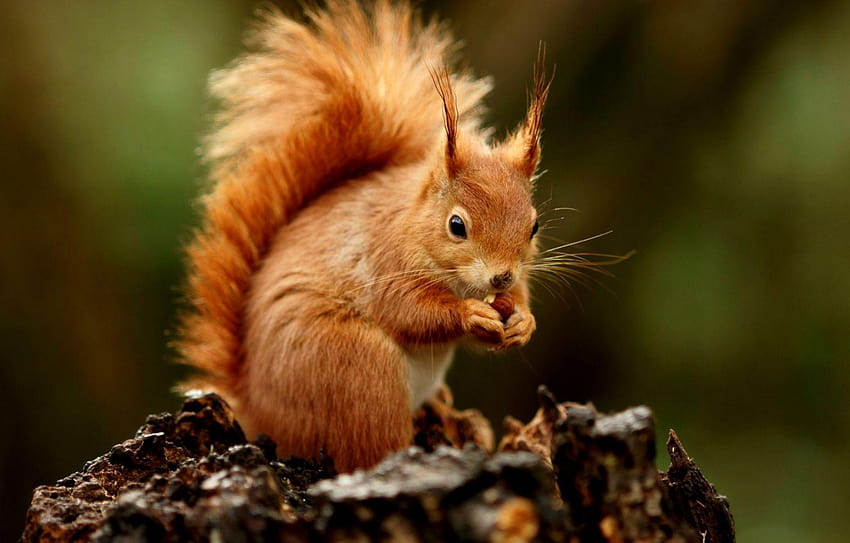 Squirrel Nature, red squirrel HD wallpaper