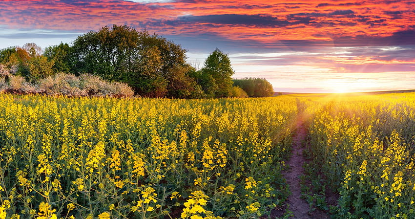 campo di fiori al tramonto ultra » Pareti di alta qualità, campo di fiori ultra Sfondo HD