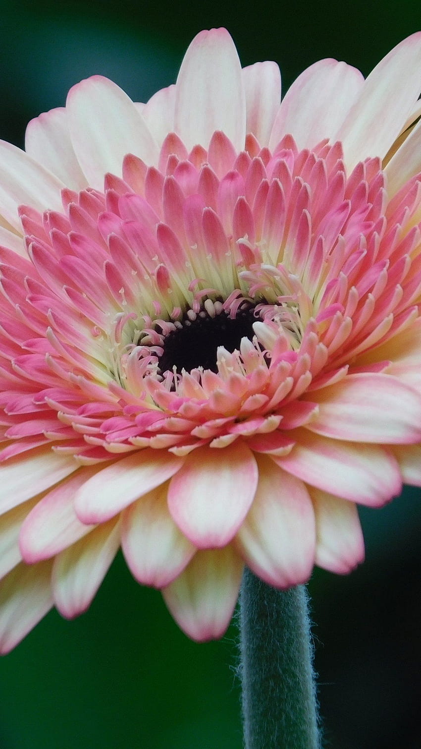 Różowy Gerbera Daisy Flower, różowe stokrotki Tapeta na telefon HD