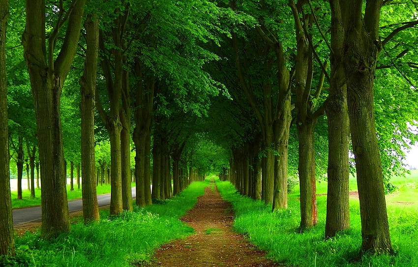jalan, hutan, pohon, alam, Taman, musim semi, hutan, jalan, jalan musim semi Wallpaper HD