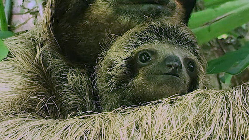 Rescuers Reunite Baby Sloth and Mom Using Audio Recordings, sloth running team HD wallpaper