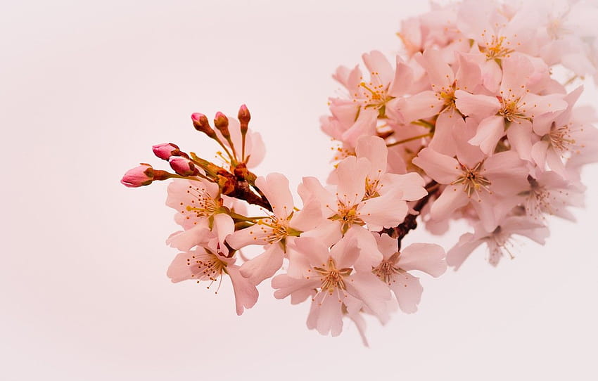flowers, branch, spring, Sakura, light background, flowering, pale pink , section цветы HD wallpaper