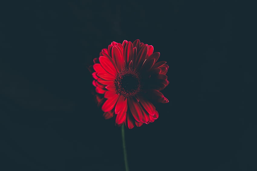 Red Daisy, , Flowers HD wallpaper