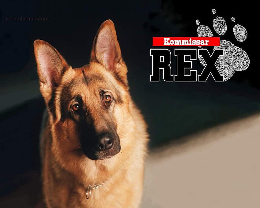 Rex, chien flic, hudson and rex HD wallpaper