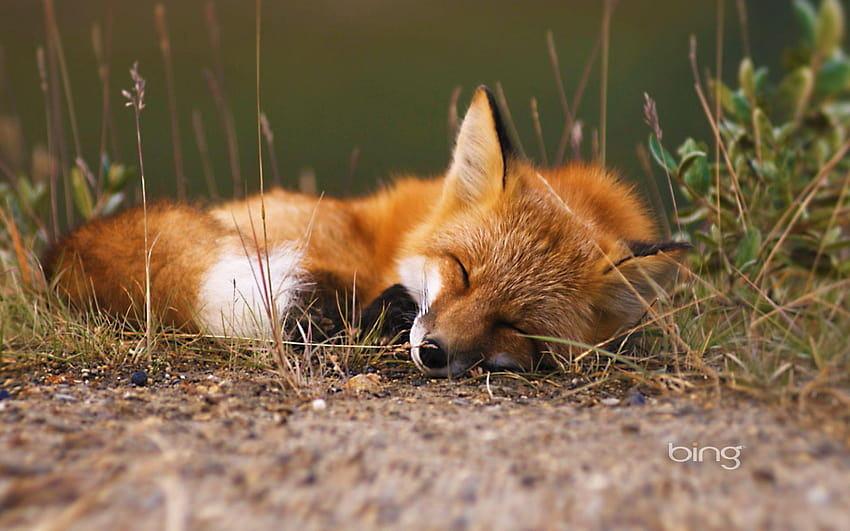 Red fox, Alaska HD wallpaper