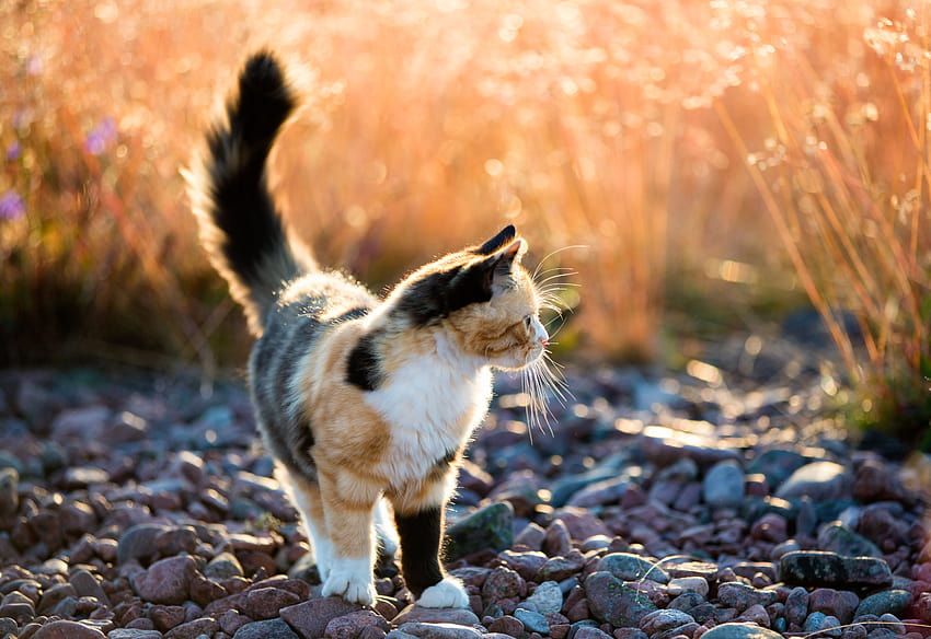 Calico Cat walking on gray stone field during daytime close HD wallpaper