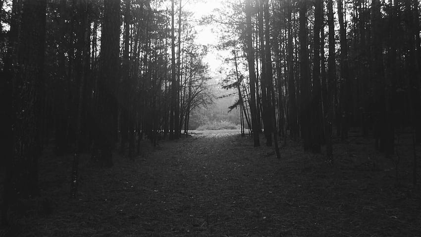 Floresta Negra e Branca, floresta silenciosa papel de parede HD