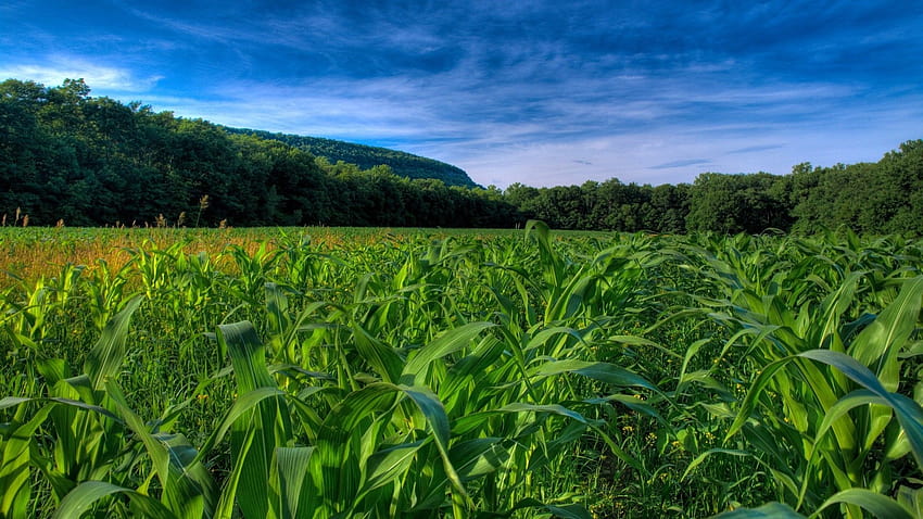 campos de maíz maizal 1920x1080 - Nature Fields fondo de pantalla