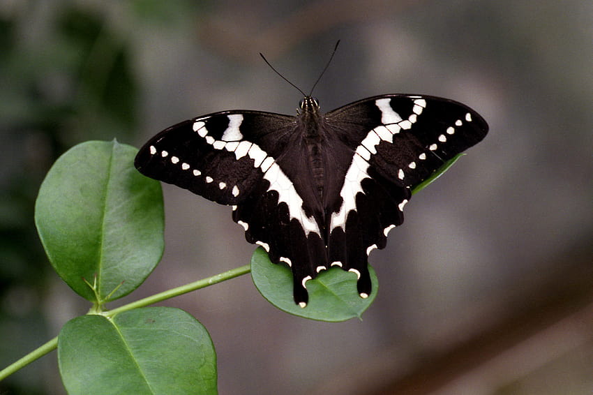 Biała w motyle Unikatowy zapas motyli, rodzaje motyli Tapeta HD