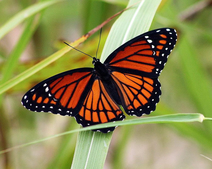 Trend Real Of Butterflies Lessons Tes Teach, real butterflies HD wallpaper