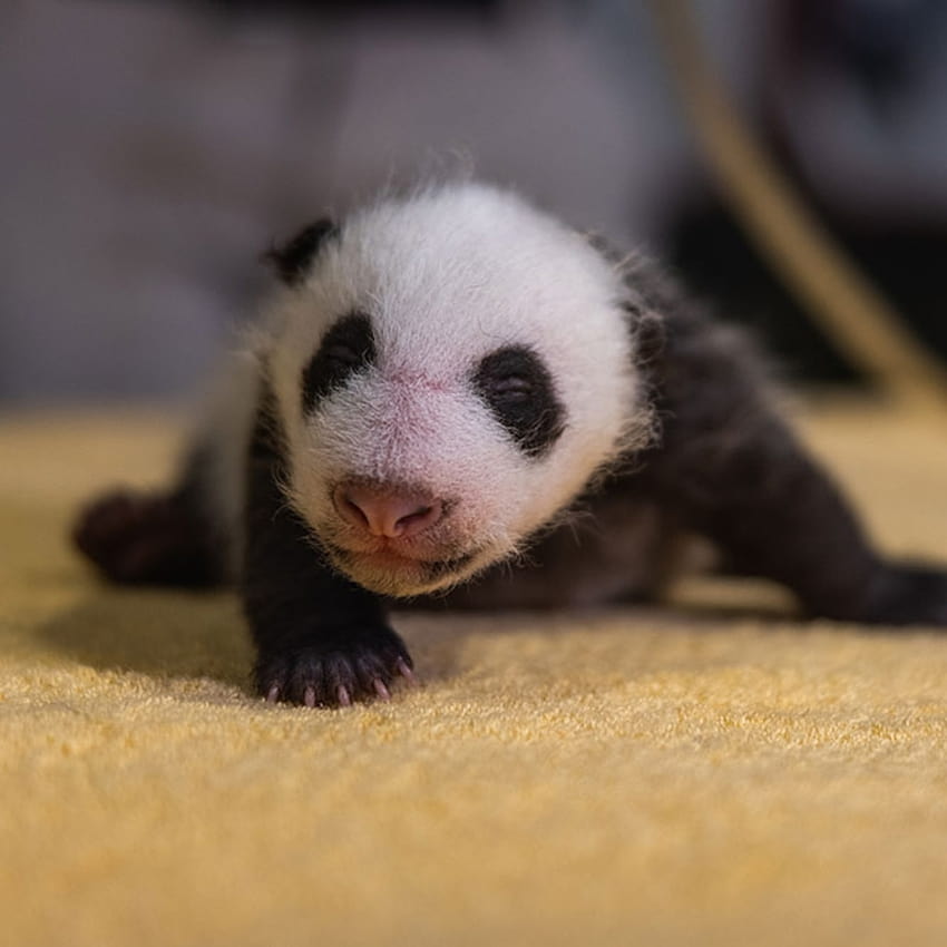 Born blind, pink, and entirely helpless, here's how giant pandas grow up HD phone wallpaper