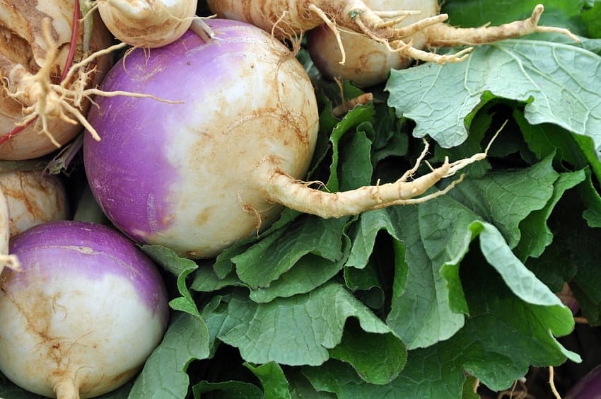 Turnip greens: Health benefits, uses, and possible risks HD wallpaper