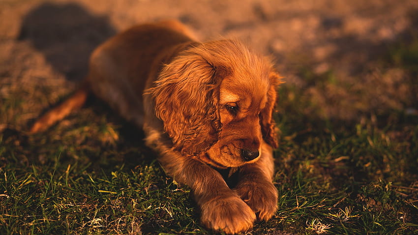 귀여운 작은 강아지 갈색 털, 작은 동물 HD 월페이퍼