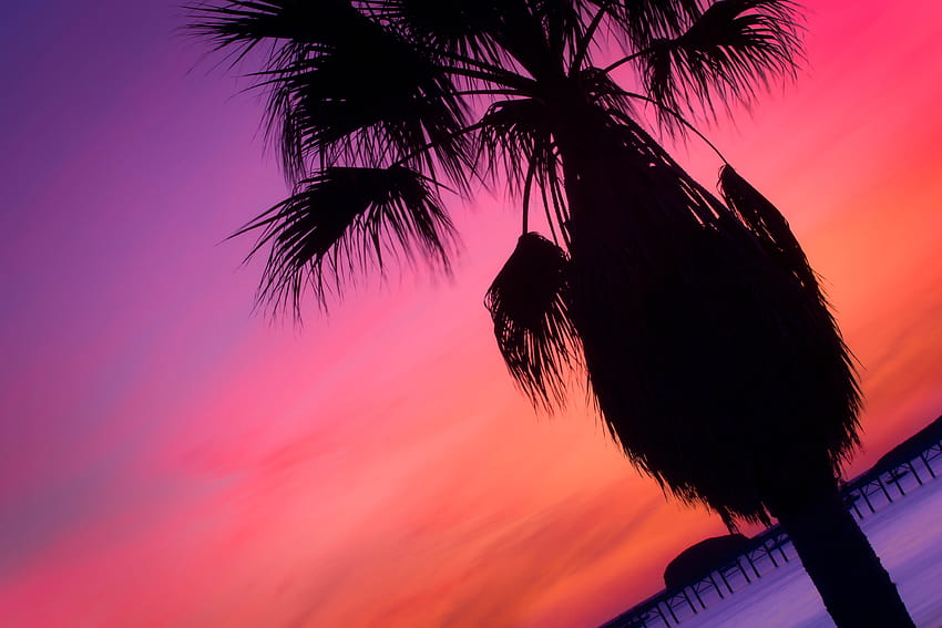 : trees, leaves, sunset, water, sky, silhouette, beach, sunrise, evening, California, Avila, leaf, ocean, outside, palmtree, darkness, oceans, southerncalifornia, computer , arecales, palm tree, onone, avilabeach 4307x2871 HD wallpaper
