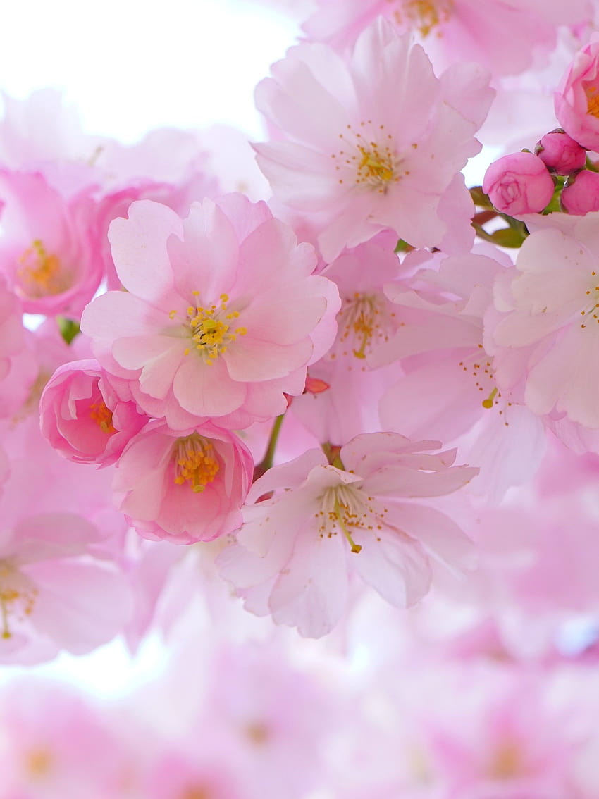 Cherry Blossom, iphone sakura HD phone wallpaper | Pxfuel