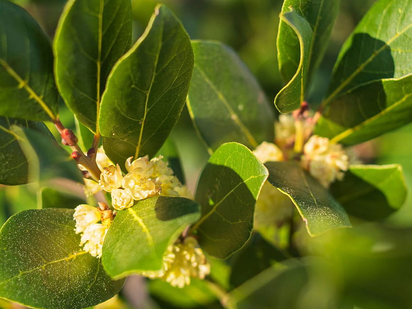 Yellow Leaves On Bay Laurel: Diagnosing A Yellow Bay Laurel Plant, laurel bush HD wallpaper