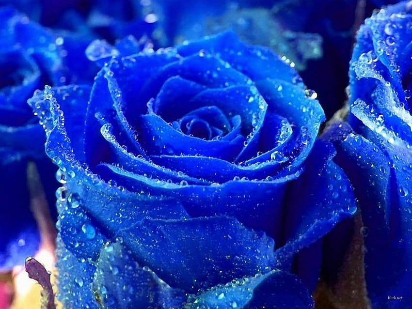 Gotas de agua de rosa azul. [ 1600x1200], color azul rey fondo de pantalla  | Pxfuel
