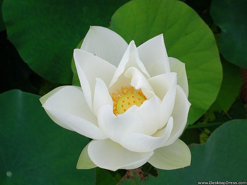 Hình nền sen trắng: Tận hưởng vẻ đẹp đơn giản và thanh lịch của hoa sen trắng với hình nền hoa sen trắng. Sen trắng là một trong những loại hoa sen phổ biến nhất tại Việt Nam, với sức hút đặc biệt từ sự thanh tao và cao quý của nó. Hãy tải ngay hình nền sen trắng để cảm nhận sự tinh khiết và thanh lịch.