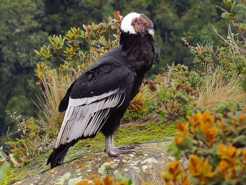 Andean Condor HD wallpaper