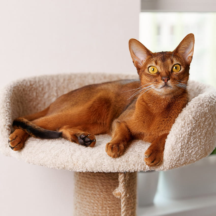 9 Orange Cat Breeds to Consider for Your Next Pet, abyssinian egyptian mau mix HD phone wallpaper