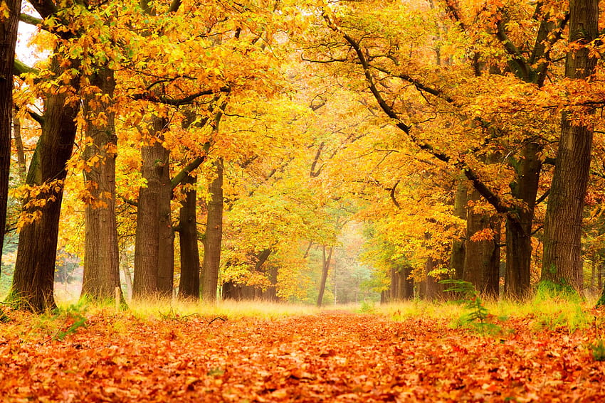 My Autumn Season New Tab Theme HD wallpaper | Pxfuel