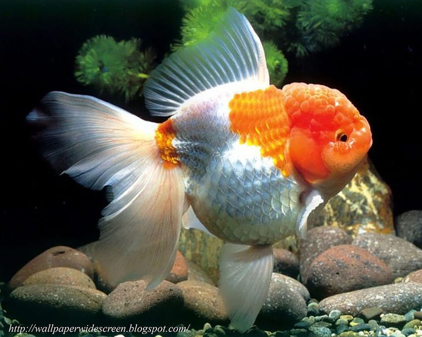 Oranda Goldfish HD wallpaper
