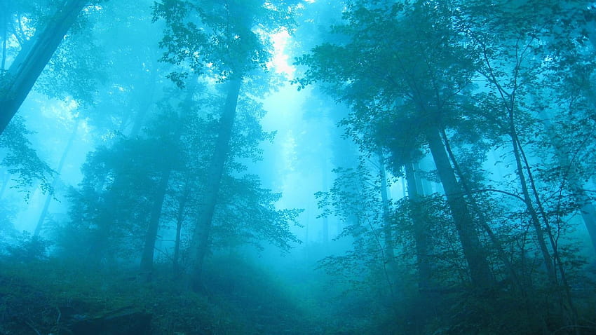 rainy foggy forest HD wallpaper