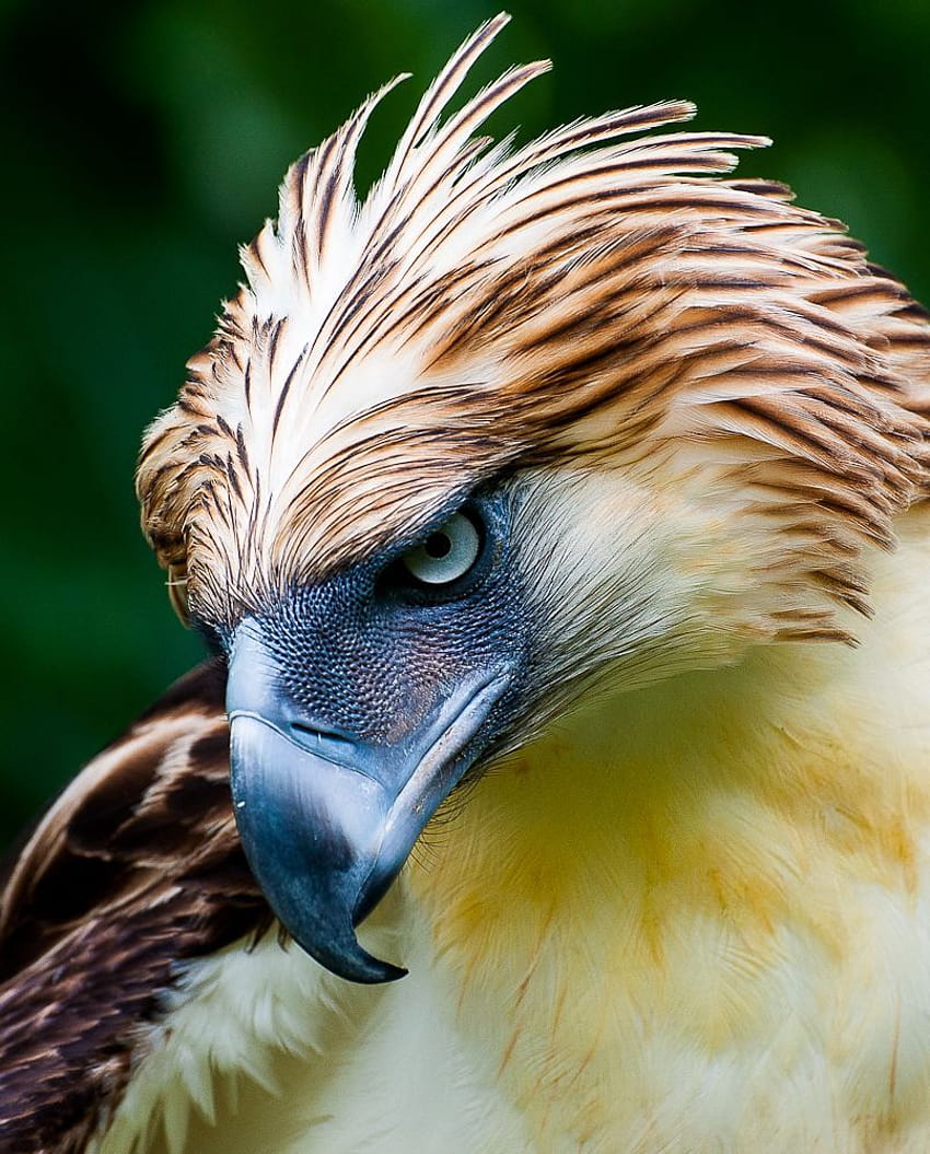 Hermosas aves ... br. pinterest, águila filipina fondo de pantalla del teléfono