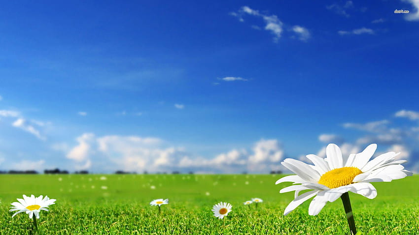 Cool Of Daisies Backgrounds HD wallpaper | Pxfuel