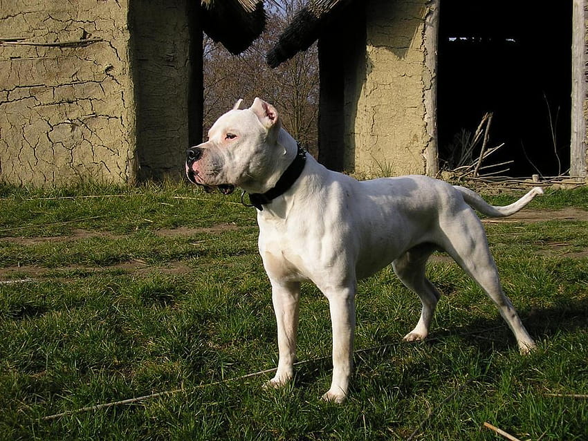 High Quality Dogo Argentino HD wallpaper