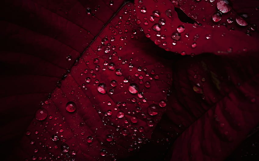 물방울이 있는 붉은 잎, 붉은 잎 질감, 자연 질감, 해상도 2560x1600의 이슬 방울. 고품질 HD 월페이퍼