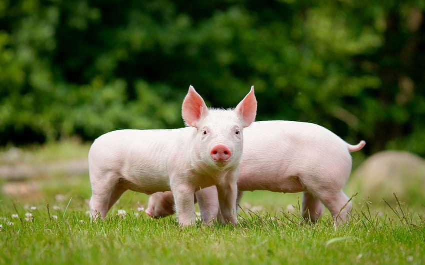 Pig Farm, tiny pigs HD wallpaper