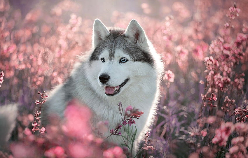 field, language, summer, look, light, flowers, nature, beautiful husky HD wallpaper