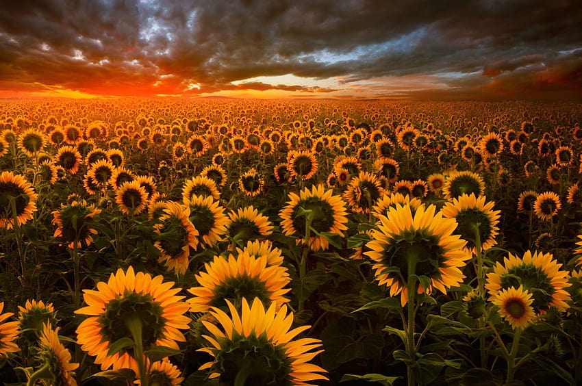 Sunflower Chromebook, aesthetic sunflower field HD wallpaper