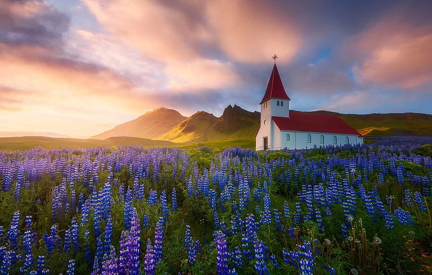 flowers, nature, Spring, Summer, Church, temple, Iceland , section природа, iceland spring HD wallpaper