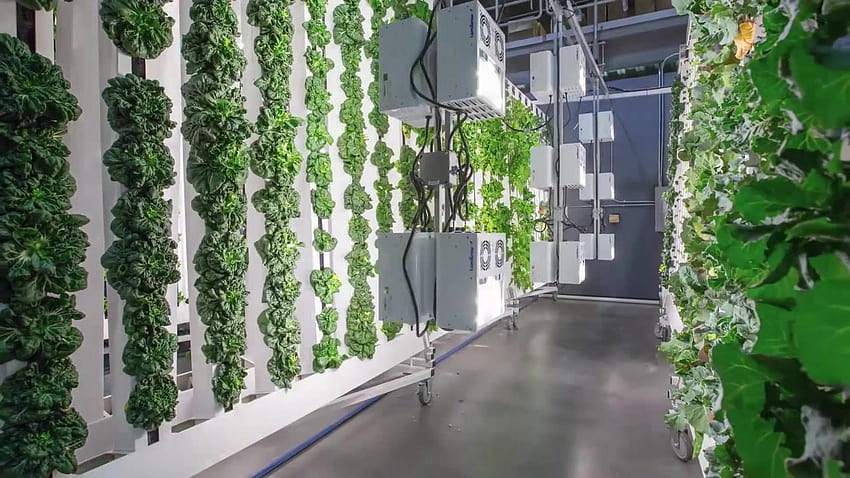 Will vertical farming continue to grow, or has it hit the, zeepprow background HD wallpaper