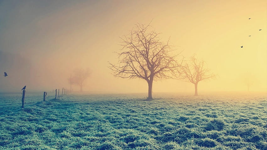 Morning Haze And Frost, morning frost HD wallpaper
