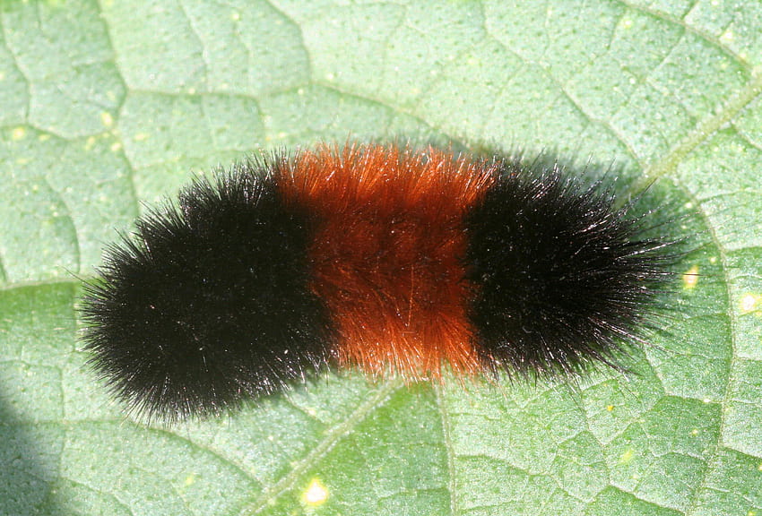 Fuzzy fall visitors: Caterpillars that attract attention and could cause needless concern, isabella tiger moth caterpillars HD wallpaper