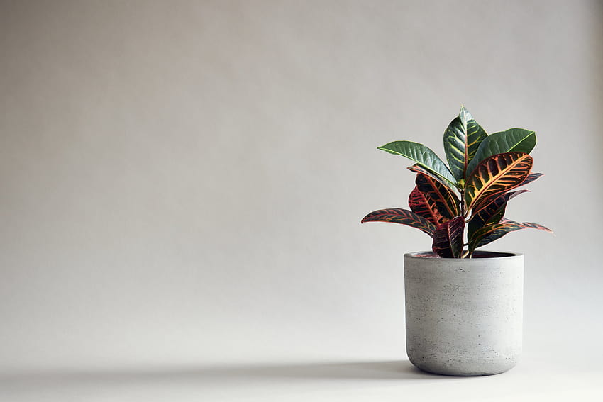 Minimalistische Zimmerpflanze auf grauem Hintergrund. Ultra-minimalistische Sukkulente HD-Hintergrundbild